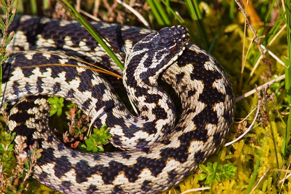 image of adder for article on adder bites in dogs