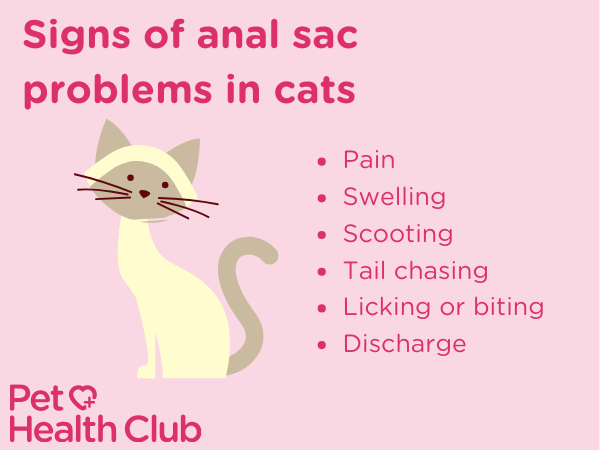 anal sac in cats