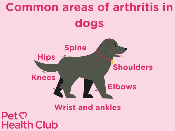 infographic showing common areas of arthritis in dogs
