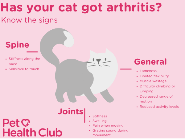 Arthritis in cats infographic