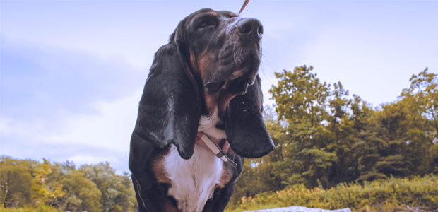 black and brown basset hound
