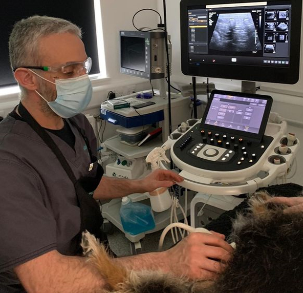 german shepherd getting an ultrasound