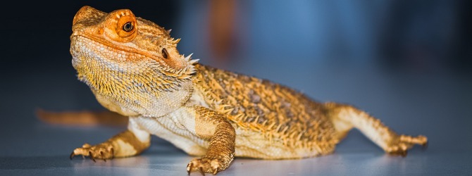 Image of a bearded dragon for article on reptile vet near me