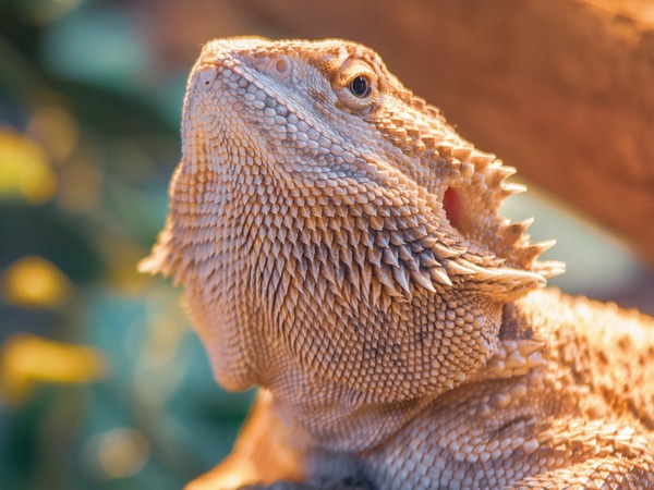 Image of a reptile for article on how to find an exotic vet