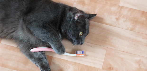 black cat holding toothbrush