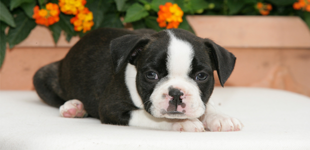 black and whit boston terrier puppy sitting in front of orange flowers