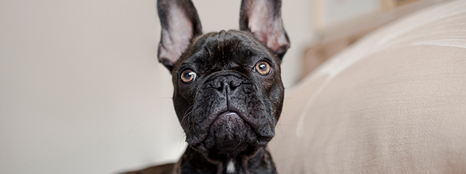 Photo of a French bulldog for article on brachycephalic dogs