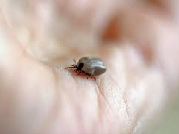 image of british cat tick for article on How to remove a tick from a cat