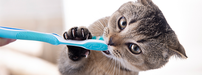cat chewing at toothbrush for article on cat teeth cleaning