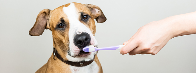 Image of dog and toothbrush for article on dogs bad breath