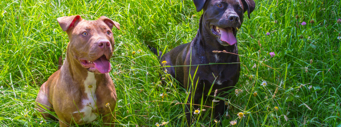 Close-up of two American Bully XL dogs, showcasing their distinct features and muscular build