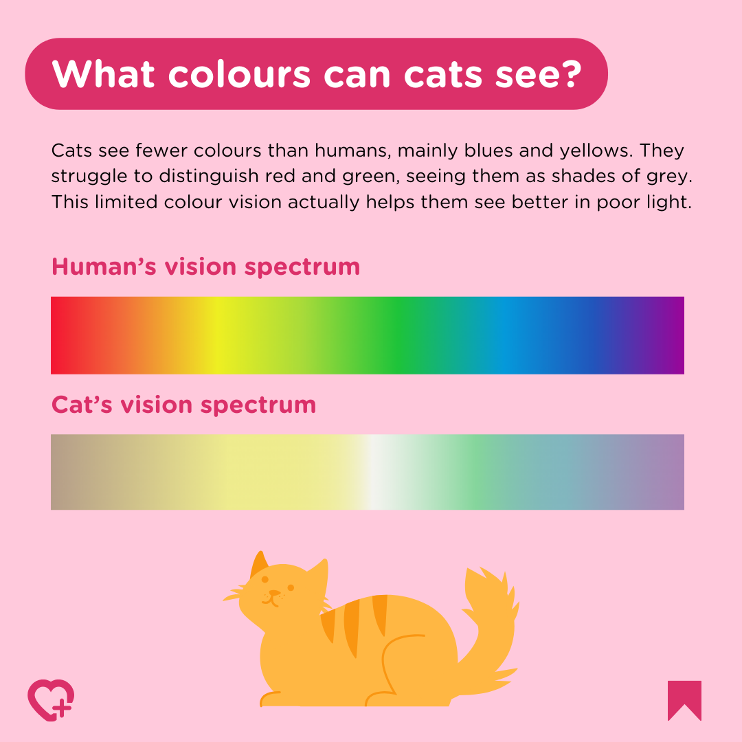 Infographic on what colours can cats see best