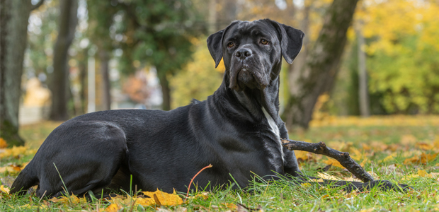 black cane corso sitting down with a stick