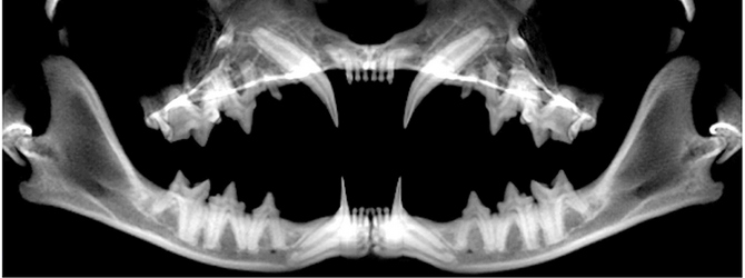 Image of a cat x-ray for article on cat dental treatment