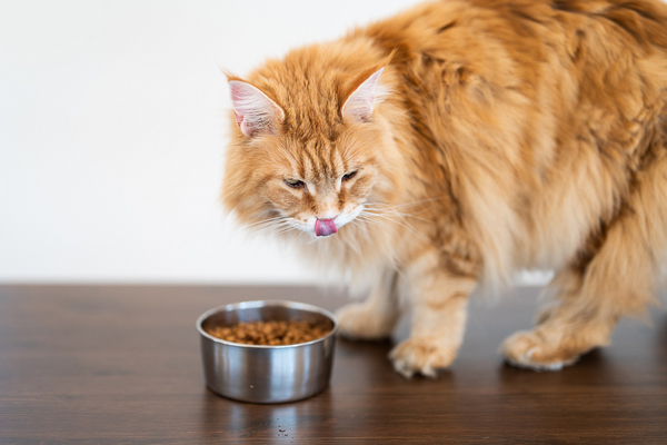 cat eating soft food for article on stomatitis