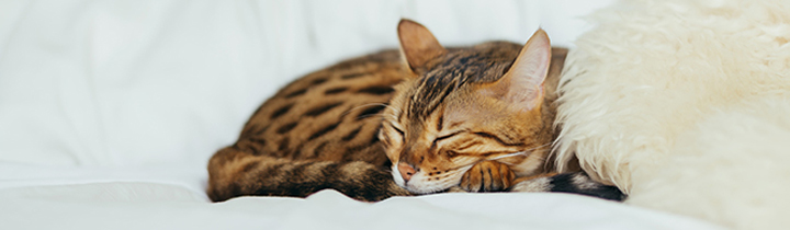 image of sleeping cat for article on treatment for excessive shedding in cats