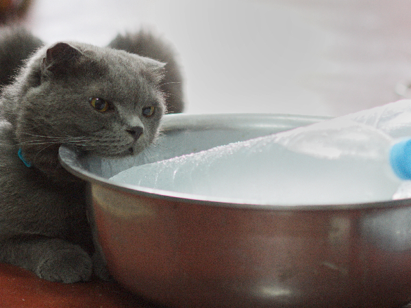 image of cat for article on heat stroke in cats