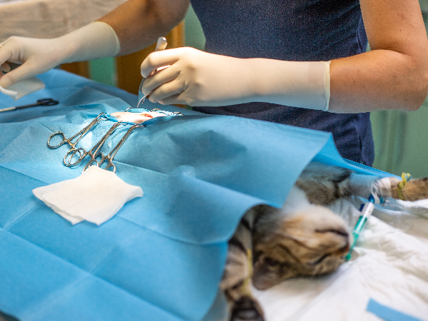 image for article on cat neutering