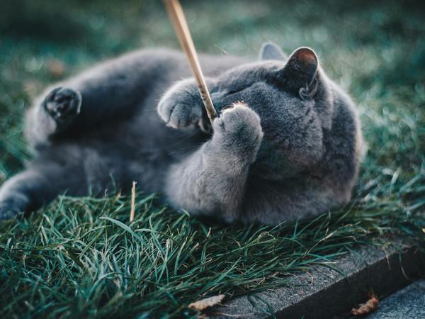 Image of a cat playing with a wand in the garden
