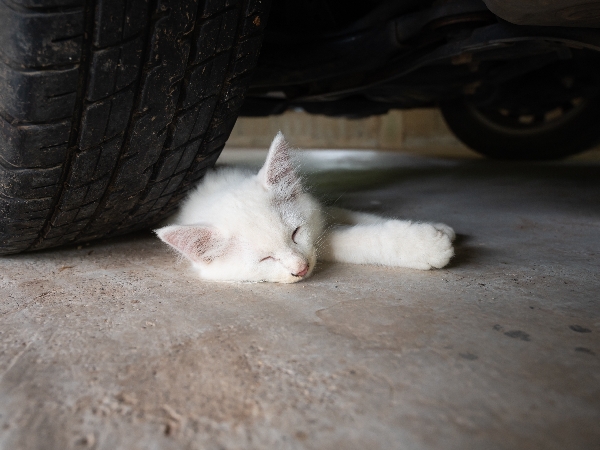 image of a cat under a car wheel 