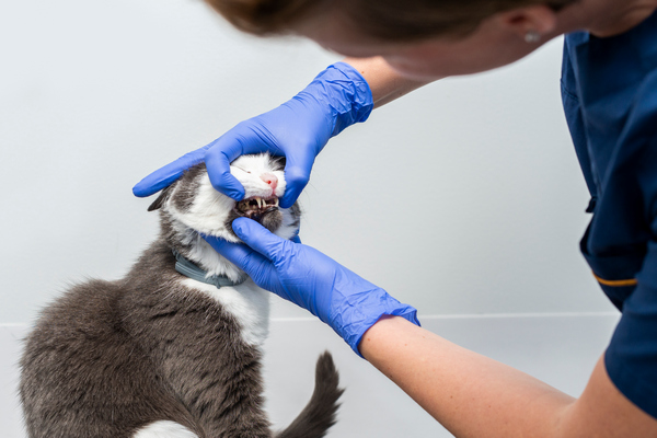 cat having teeth checked by vet for article on pet dental care