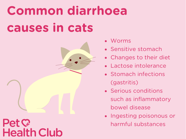 diarrhoea in cats infographic