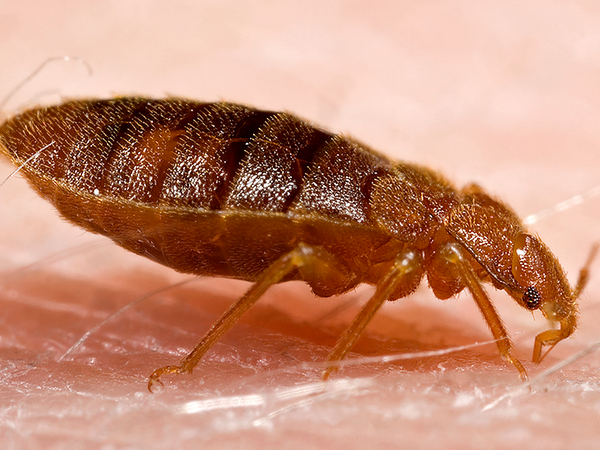 Close up of a flea on human skin