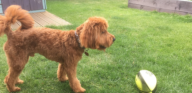 patch in the garden with a ball