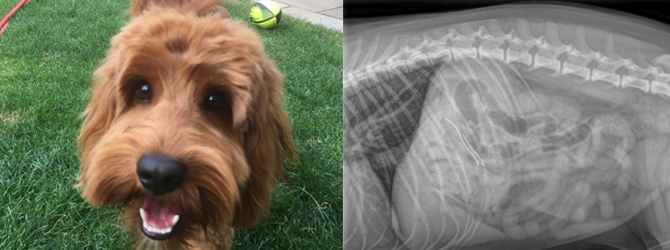 patch in garden / patch x-ray