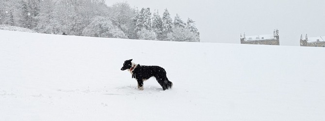dog in snow for article on what is a safe temperature to walk a dog?