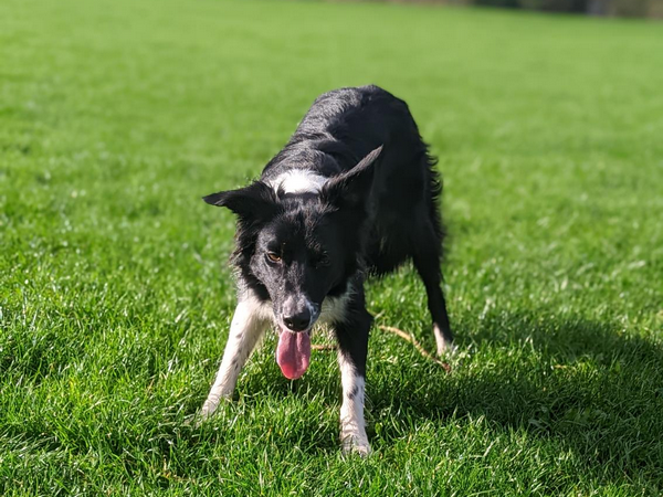 Image of dog in the park for article on best diet for dogs