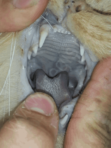Image of blue gums in a cat which is a symptom of paracetamol poisoning in cats