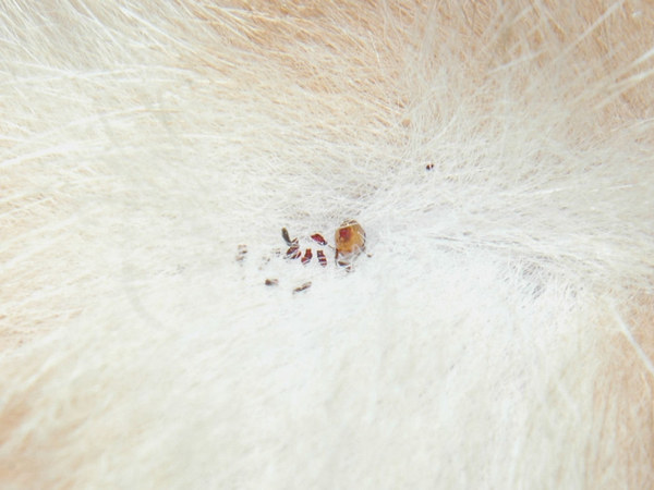Image of dead fleas on a pet