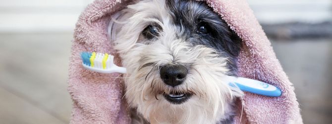 Image of a dog biting for article on pet dental care