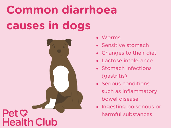 diarrhoea in dogs infographic