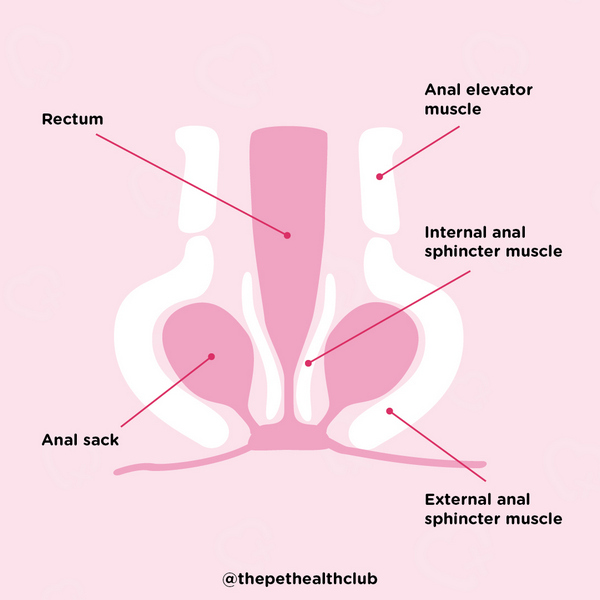 infographic of dogs anal glands for article on blocked anal glands in dogs
