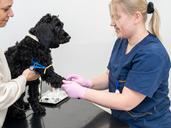 blood test for Kidney disease in dogs