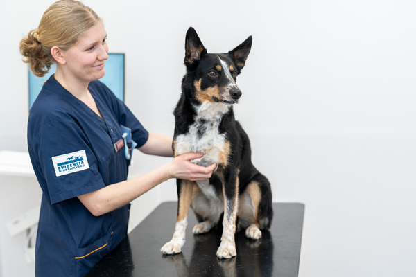 dog having a check up for article on arthritis in dogs