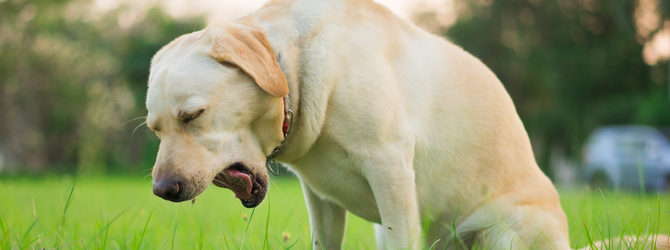 Image of a dog coughing and gagging