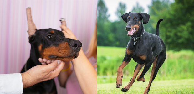 A doberman with cropped ears shown with a doberman with normal floppy ears