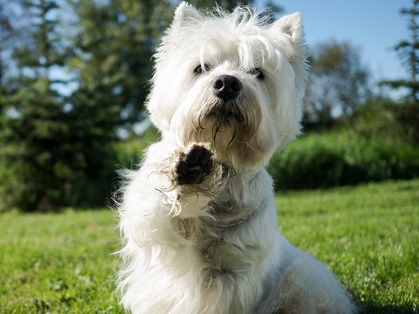 Image of a dog doing a trick for article on dog enrichment ideas