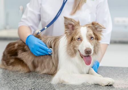vet check up looking for Kidney failure in dogs 