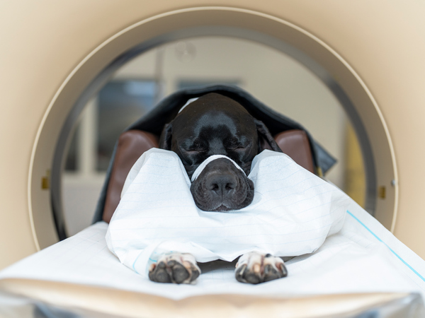 dog in MRI machine for article on arthritis in dogs