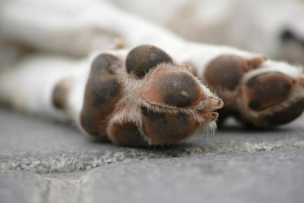 Image of a dog's paws for article on fun facts about dogs