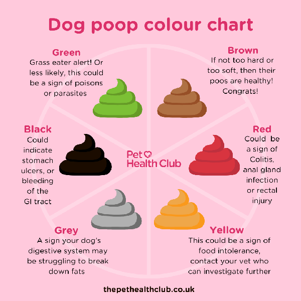 dog poo colour guide