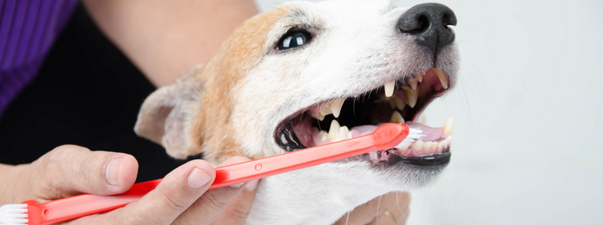 Dog teeth cleaning image