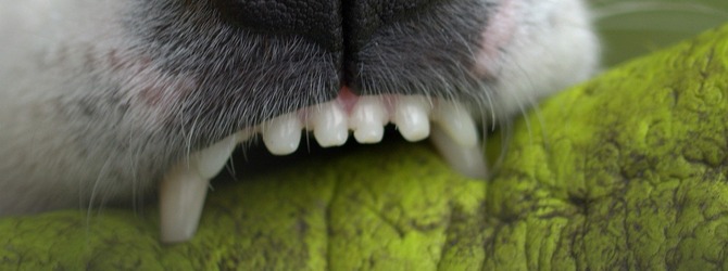 Image of a dog biting for article on pet dental care