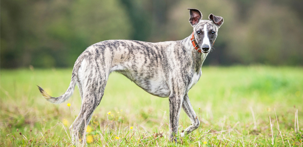 brindle whippet walking in a field for article on how often should you walk your dog