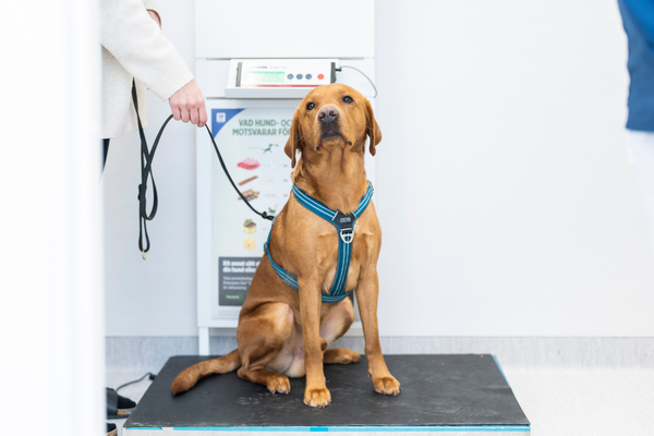 image of a healthy weight dog for article on arthritis in dogs