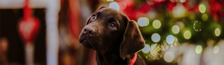 best christmas gifts for pets